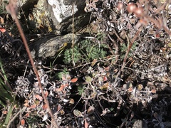 Lomatium hendersonii