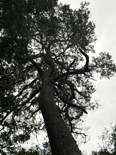 spruce pine (Pinus glabra)