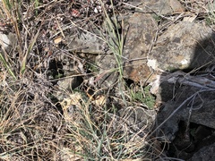 Lomatium hendersonii