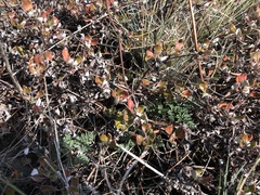 Lomatium hendersonii