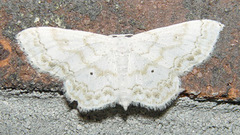 Idaea obfusaria