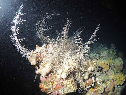 Astroboa nuda