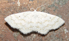 Idaea obfusaria