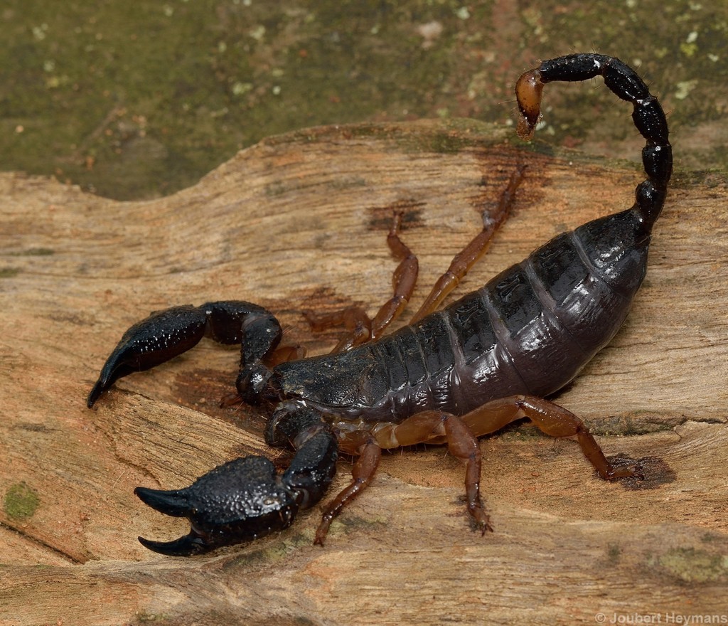 Tree Docile Scorpion (Scorpions, Spiders, Ticks and Mites of the ...