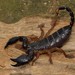 Tree Docile Scorpion - Photo (c) Joubert Heymans, some rights reserved (CC BY-NC-ND), uploaded by Joubert Heymans