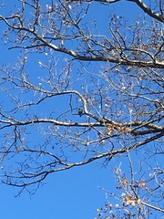 Colaptes auratus