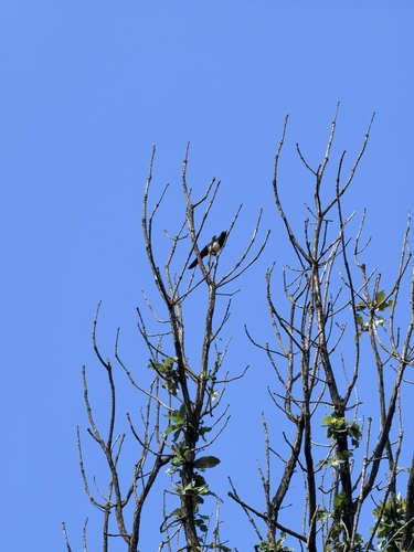Oriental Magpie