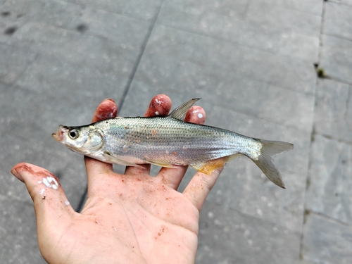 Common skygazer (Chanodichthys erythropterus) — Cyprinidae — 2