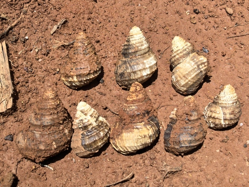 Tchangmargarya multilabiata