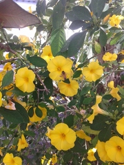 Magnoliopsida