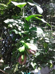 Magnoliopsida