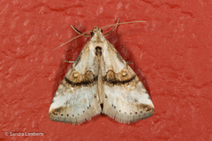 Zebeeba falsalis