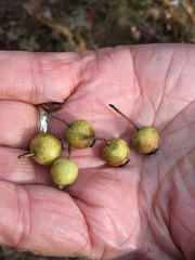 Crataegus berberifolia