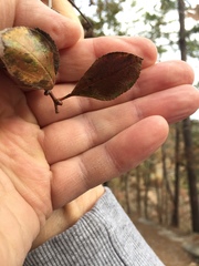 Crataegus berberifolia