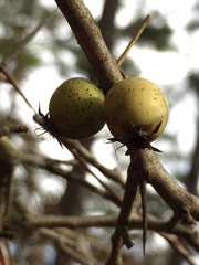 Crataegus berberifolia