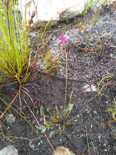 Indigofera pyricola MS (Indigofera pyricola)