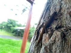 Lepidoblepharis xanthostigma