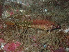 Fishgod Blenny photo 2