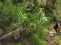 Faujasia salicifolia