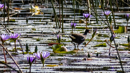 iNaturalist image
