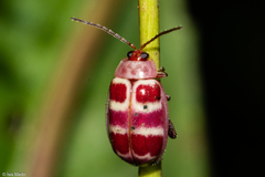 Asphaera quadrifasciata