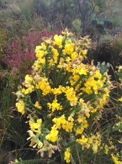 Aspalathus triquetra