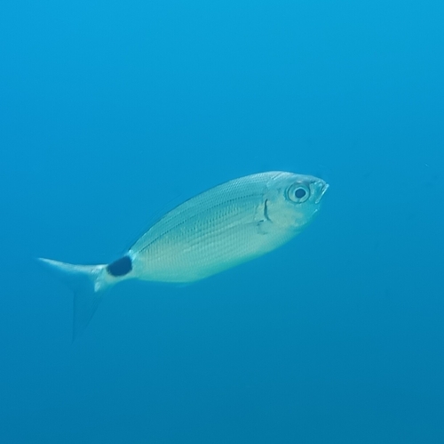 Oblada melanurus