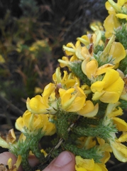 Aspalathus triquetra