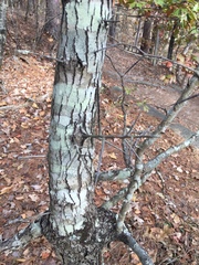 Crataegus berberifolia
