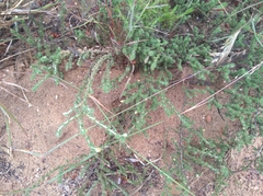 Aspalathus aristifolia