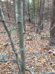 Crataegus ouachitensis