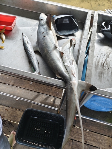Spot-tail Shark
