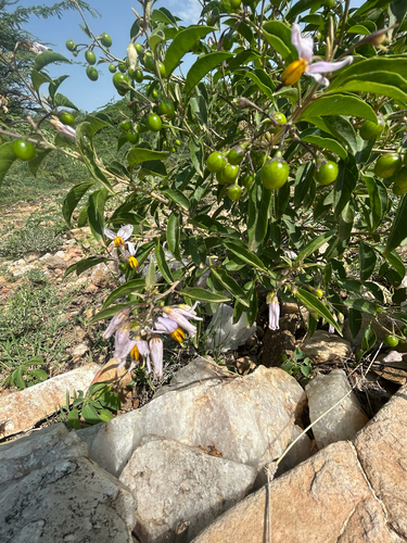 Solanum somalense