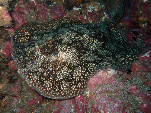 Tumbes round stingray (Urobatis tumbesensis) — Urotrygonidae