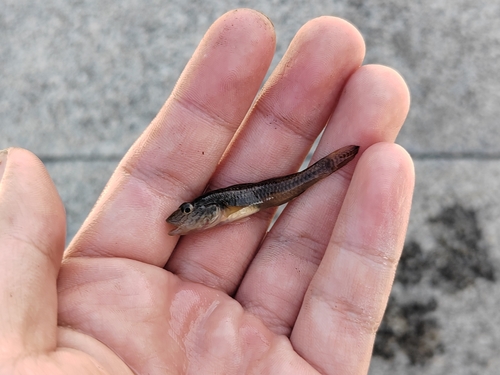 Amur goby (Rhinogobius similis) — Gobiidae — 3