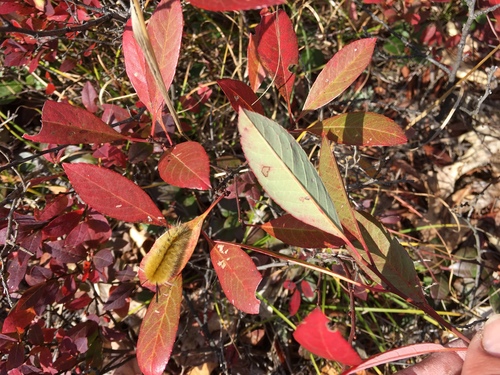 sand cherry