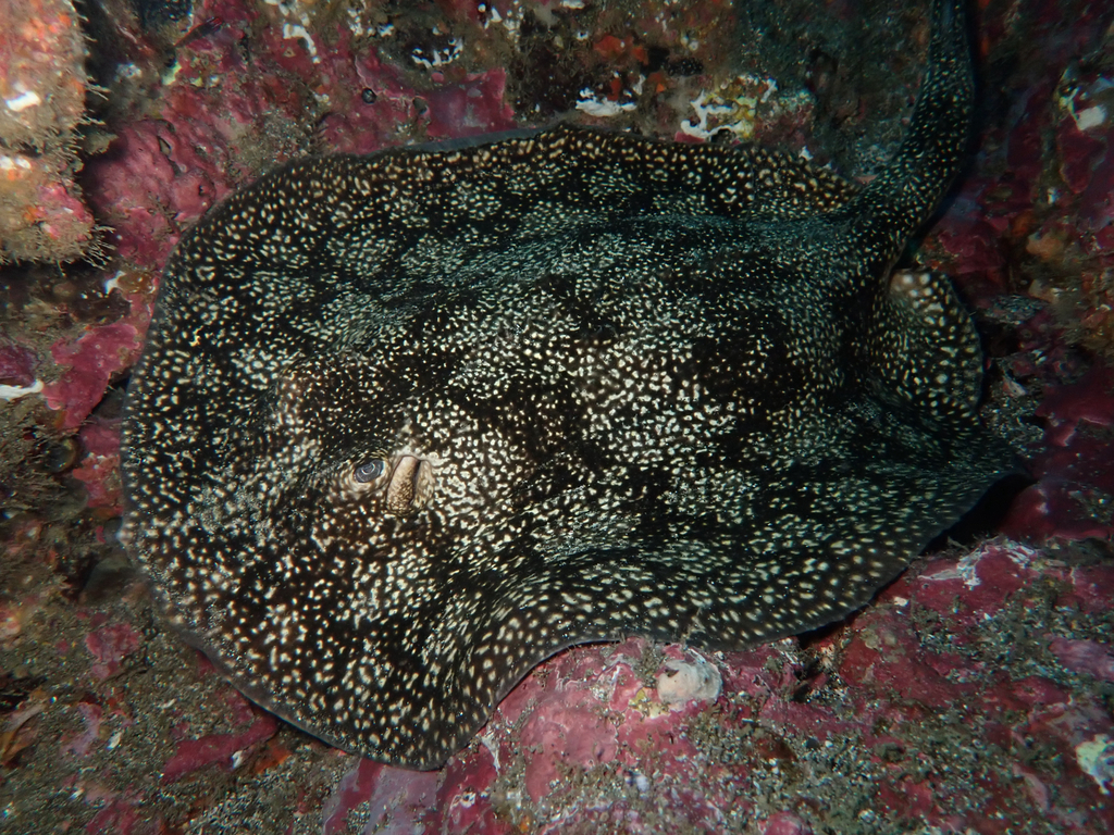 Tumbes Round Ray
