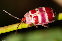 Asphaera quadrifasciata