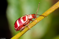 Asphaera quadrifasciata