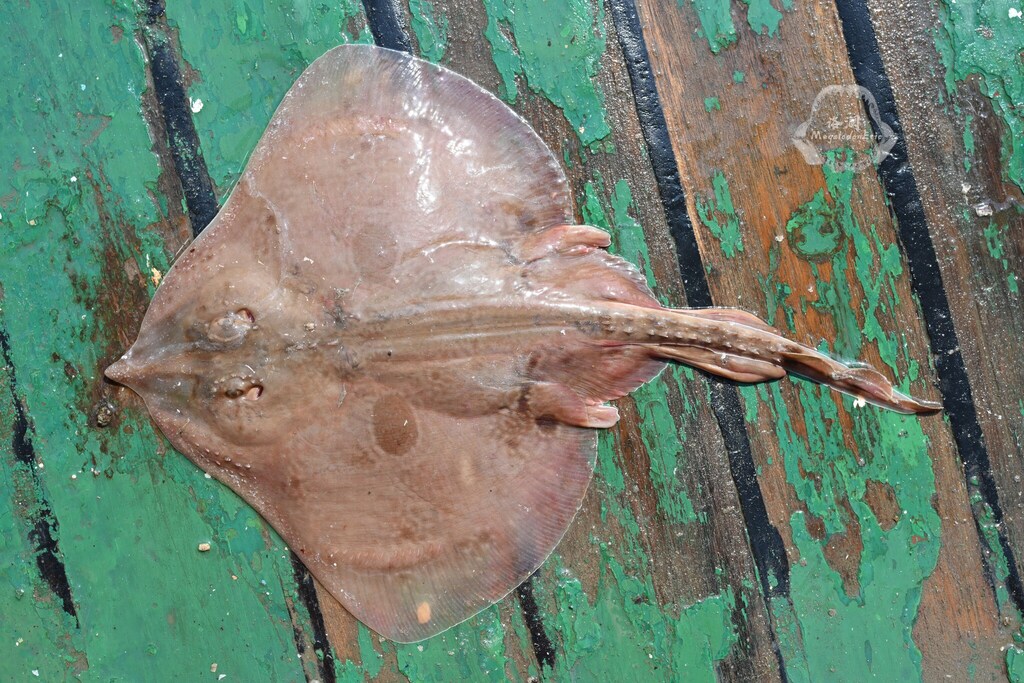 Ocellate Spot Skate