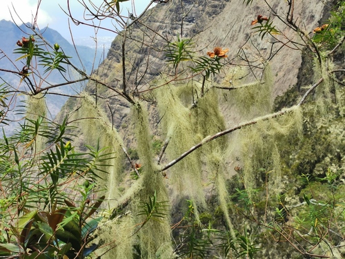Usnea barbata, foto de la comunidad