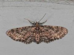 Eupithecia columbiata