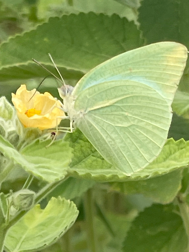 African Migrant
