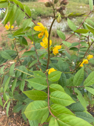 Coffee Senna