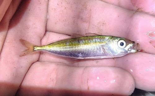 Round scad (Decapterus punctatus) — Carangidae — 2