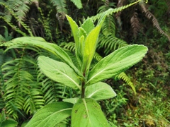 Psiadia anchusifolia