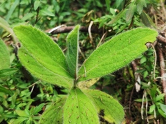 Psiadia anchusifolia