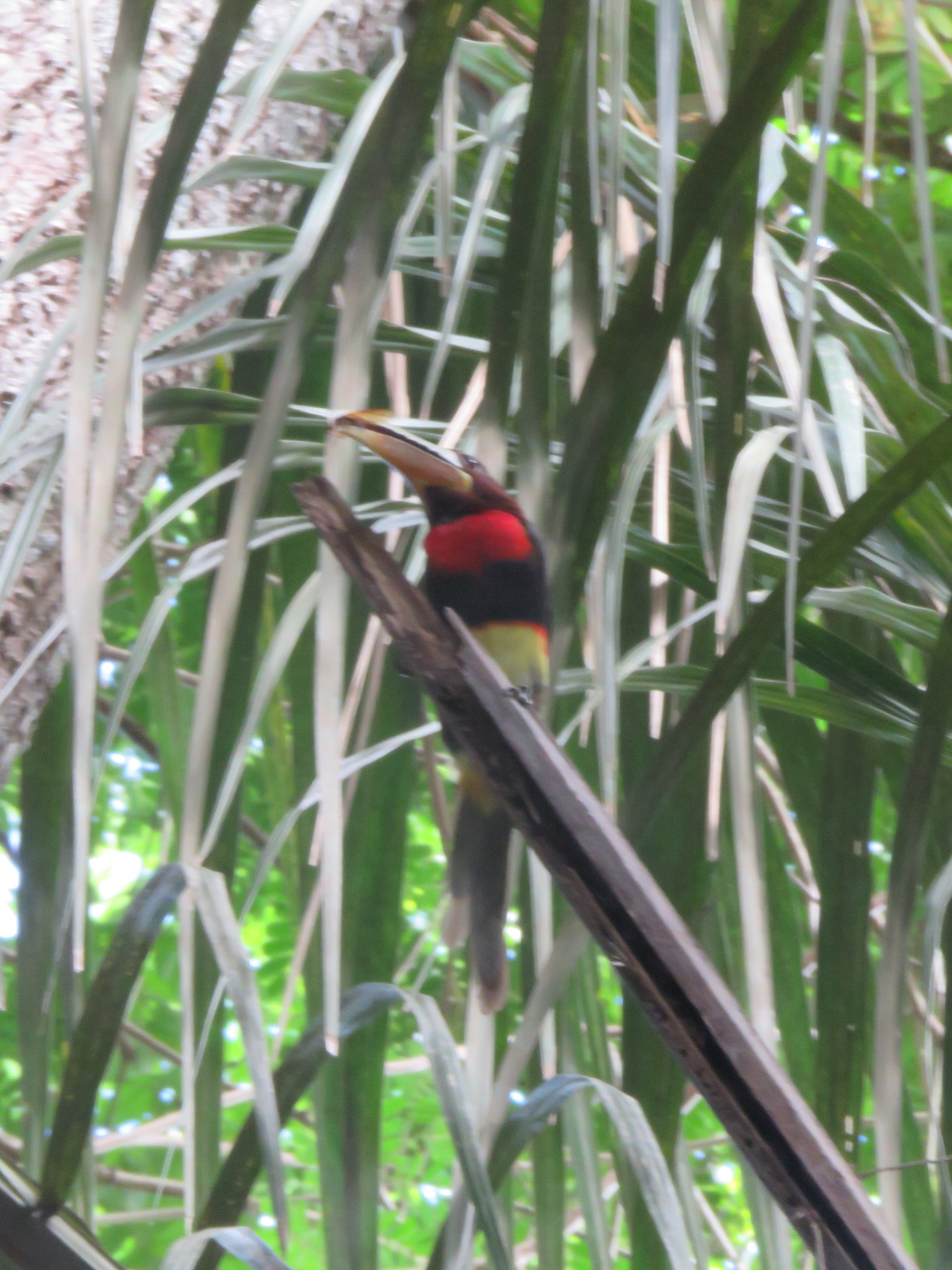 Ivory-billed Aracari illustration