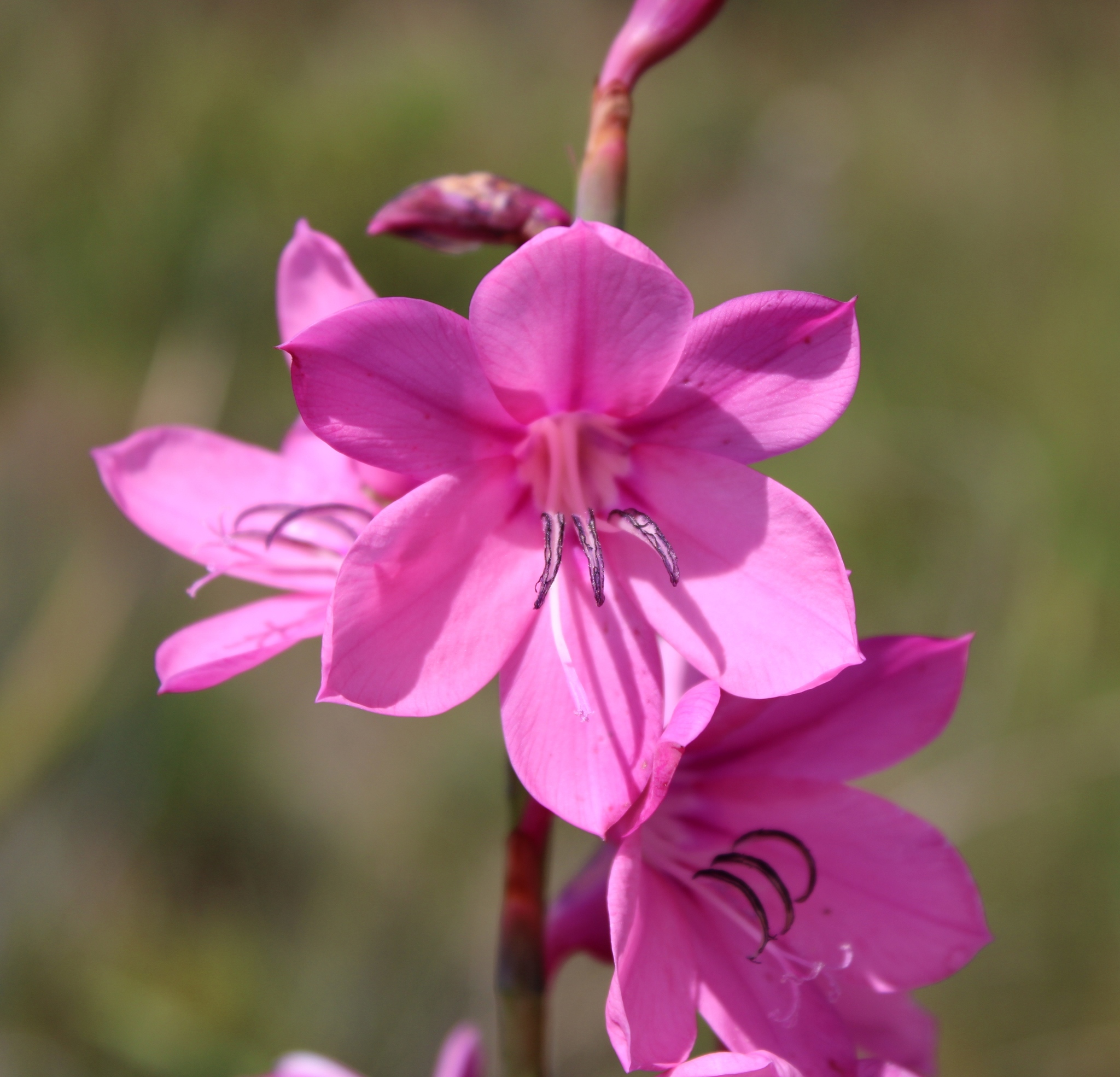 Watsonia borbonica