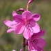 Watsonia borbonica - Photo (c) Andrew Massyn, μερικά δικαιώματα διατηρούνται (CC BY-NC), uploaded by Andrew Massyn